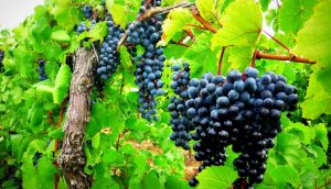 Grape-Vine-and-Branches-610x350